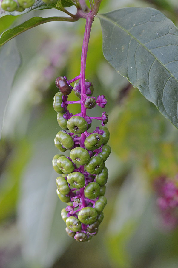Phytolacca americana / Fitolacca, Cremesina, Uva-turca